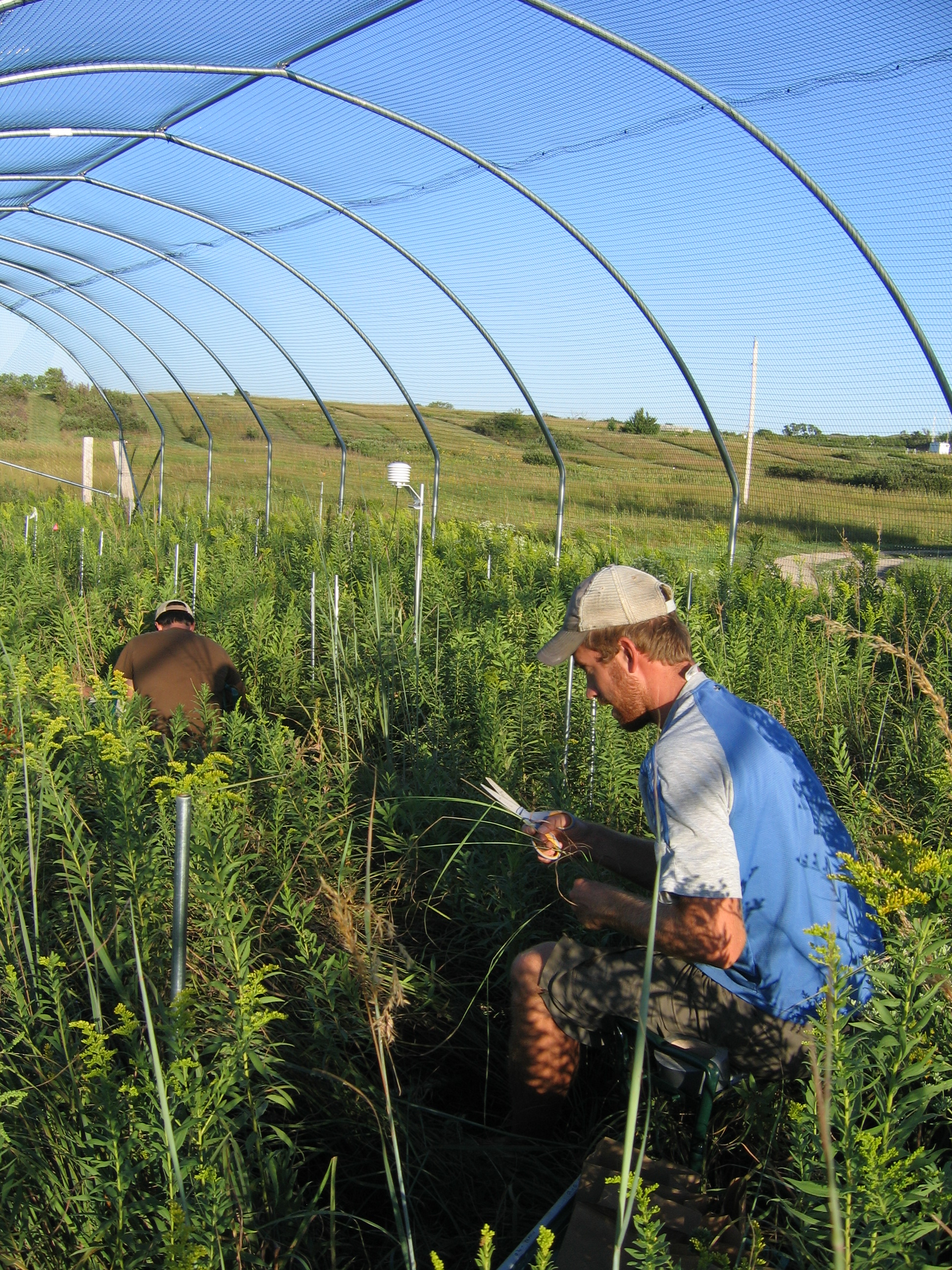 Kevin Wilcox works under rainout shelters at the Climate Extremes experiment, Konza Prairie LTER, Kansas.