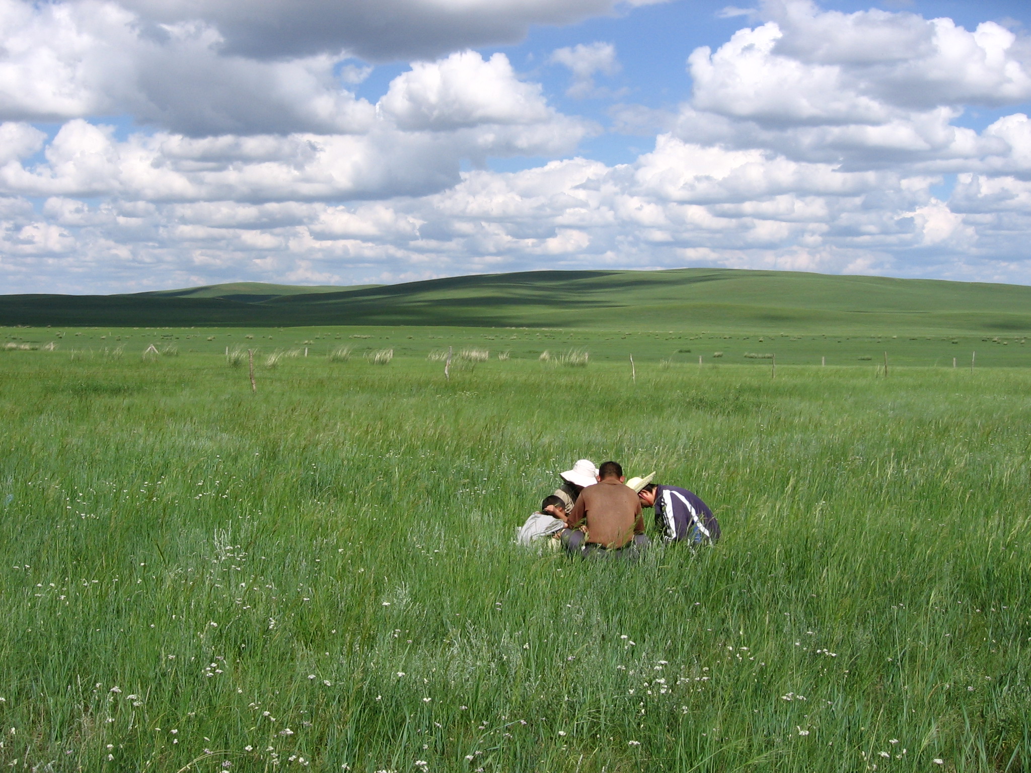 Sampling grassland vegetation with field crew in a sea of green grass