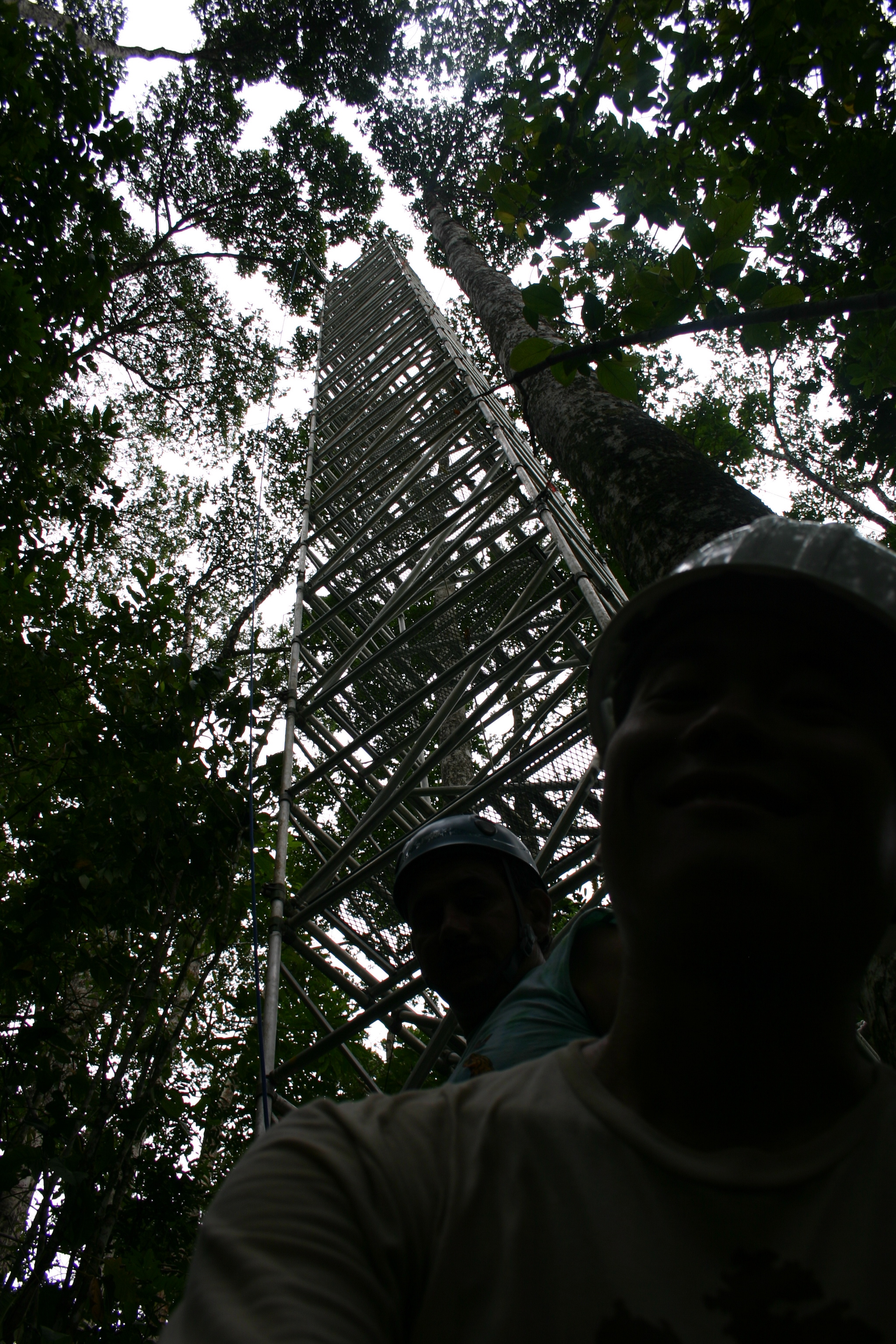 Picture of thirty meter tower for sampling foliage in secondary forest at La Selva Biological Station, Costa Rica