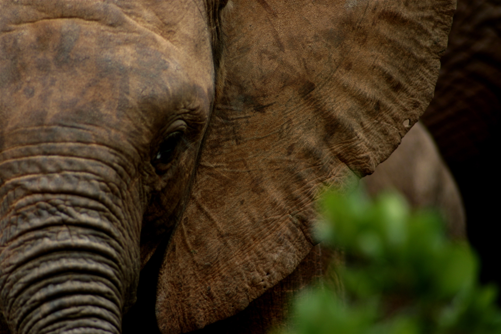 Close up of elephant trunk and ears