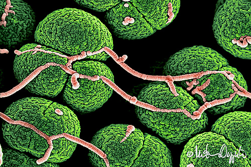 Soil bacteria
