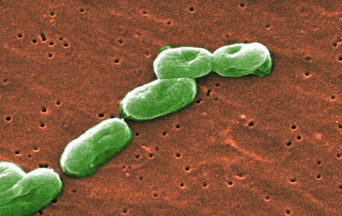Picture of soil microbe