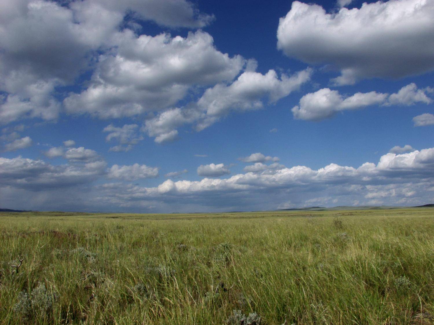 Wyoming grassland