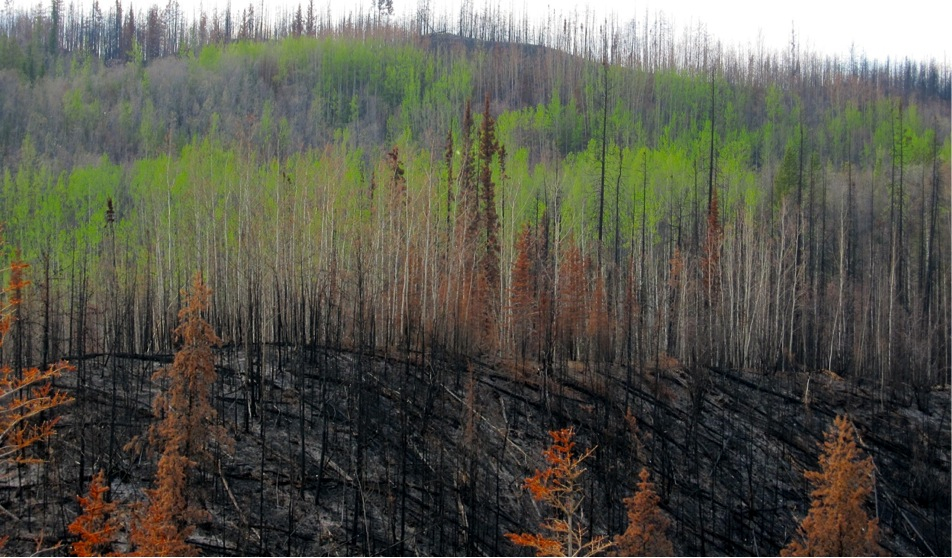 High Park Fire burn area