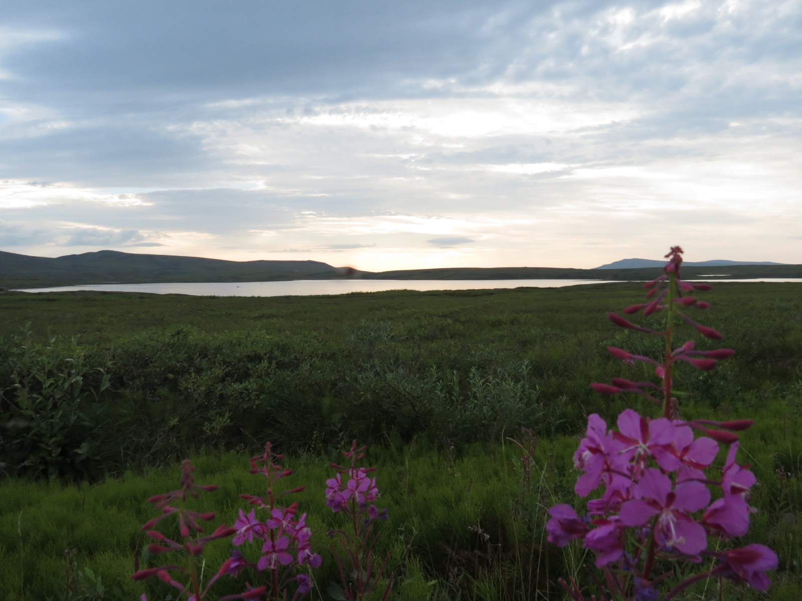 Toolik tundra with flowers in the foreground