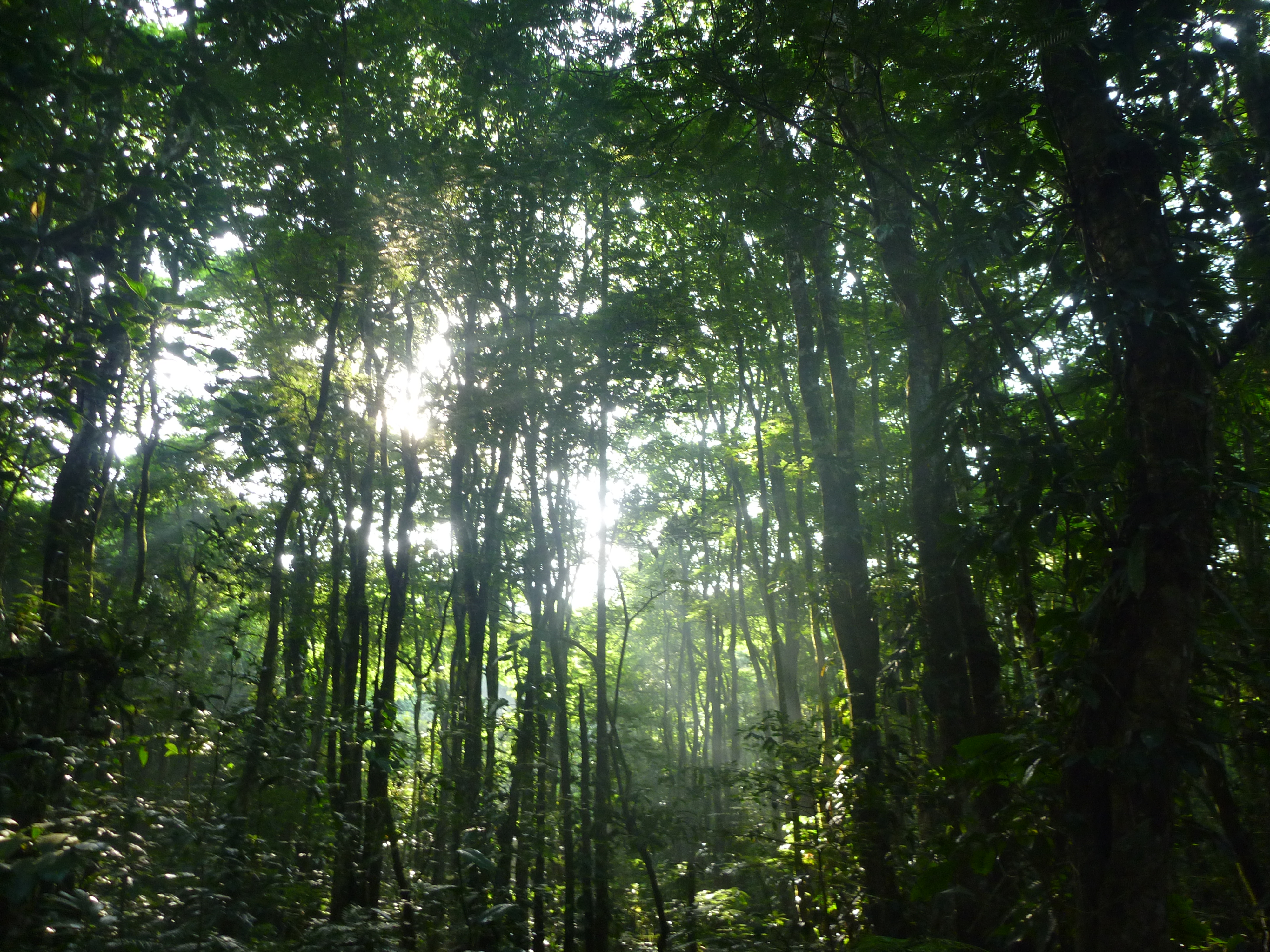 Dense Pentaclethra forest at La Selva Biological Station, Costa Rica