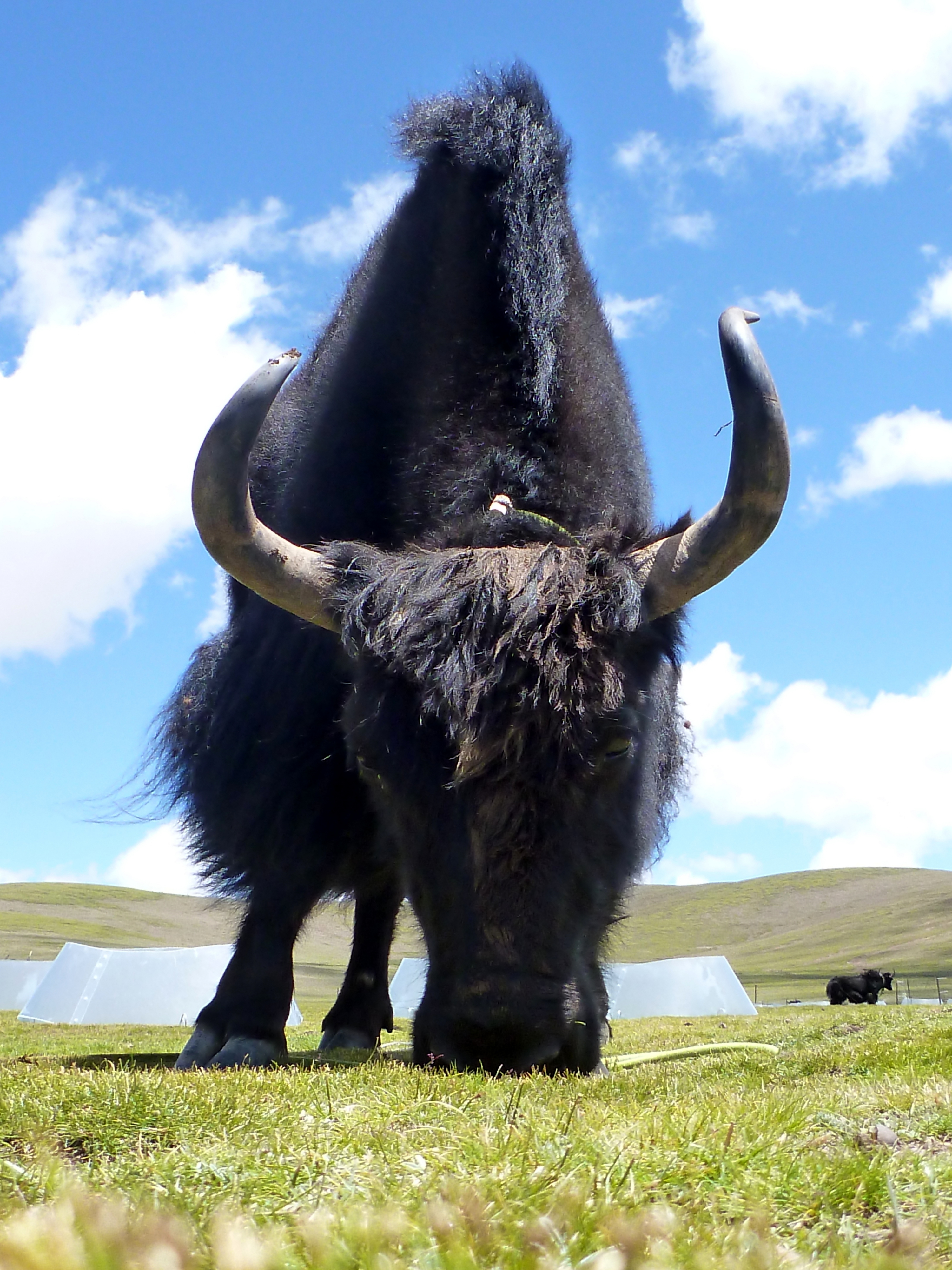 Yak grazing on Tibetan steppes