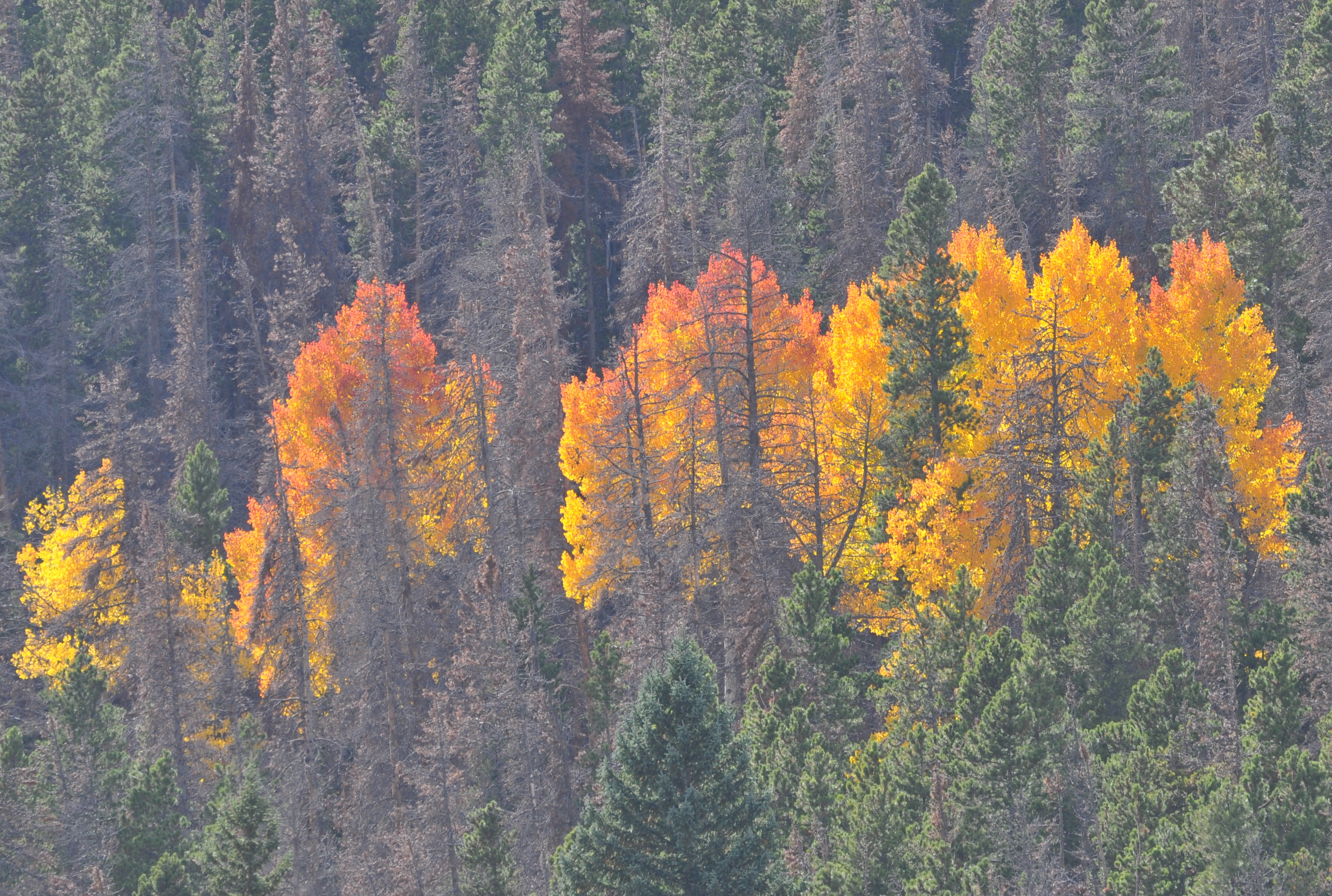 Aspen changing colors in beetle kill forest