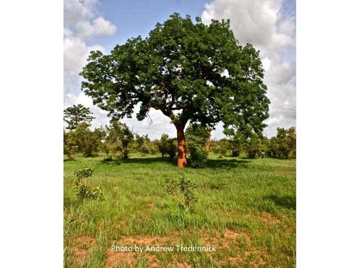 Large tree in the savanna