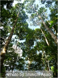 Dense forest canopy in Costa Rica