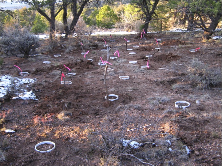 sample collar locations at field site