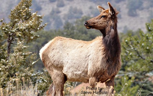Elk cow