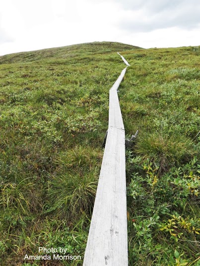 Trail through Arctic Tundra at Toolik Lake Field Station, AK
