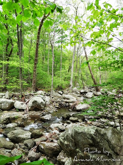 Rocky creek flowing through forest