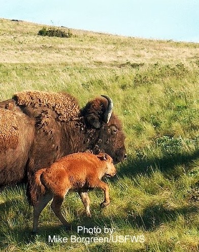 Bison with calf on prairie
