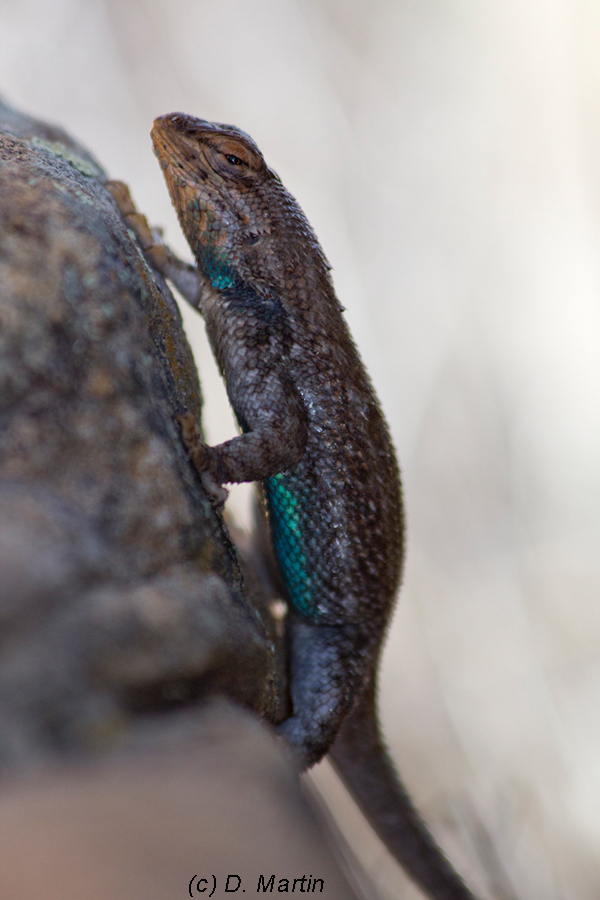 Prairie Lizard, Otero-Las Animas County Colorado.