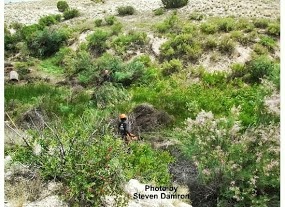 high desert vegetation patch