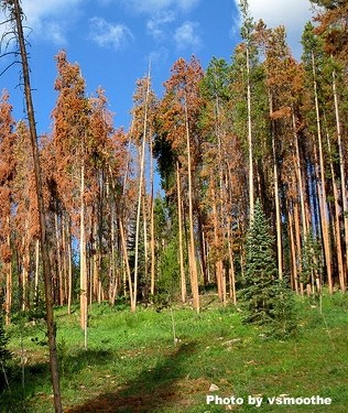 lodgepole beetle kill