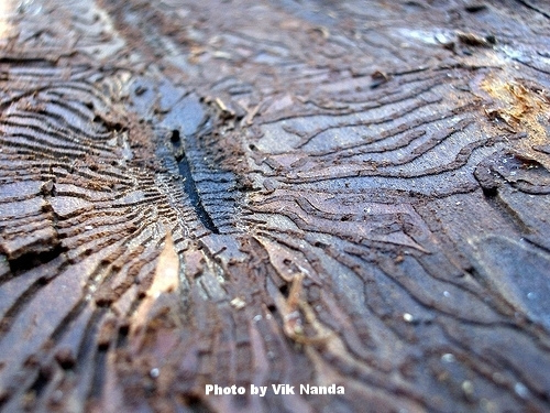 Worm paths in wood