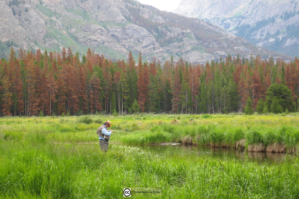 Fly fishing in stream at beetle kill site