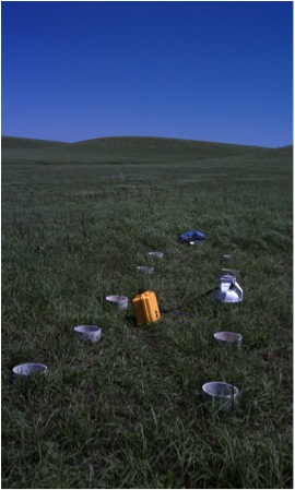 PVC collars at my experimental site in the Konza Prairie, Kansas