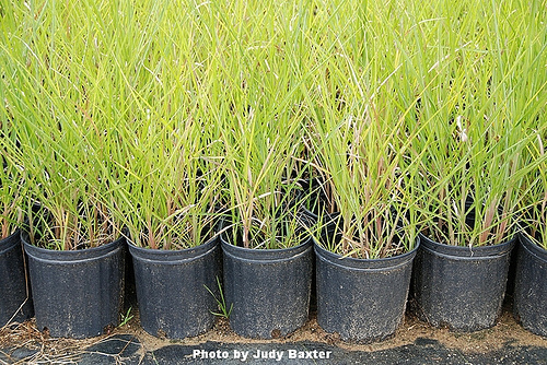 bioenergy plants