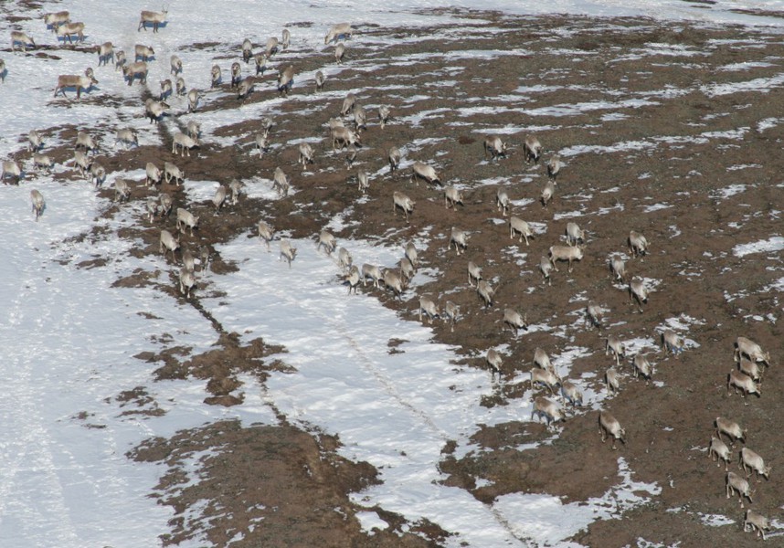 Reindeer herd from above