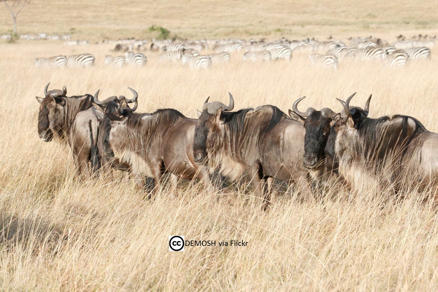 wildebeest herd with zebras in background on African savanna