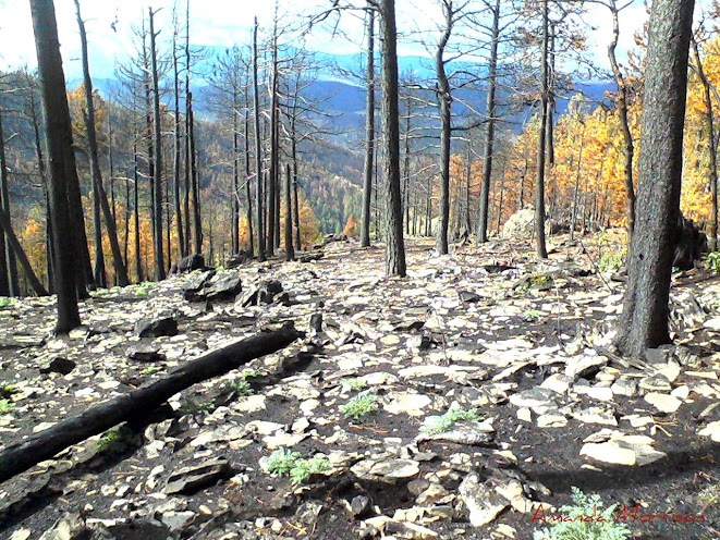 Severe forest burn area in Colorado