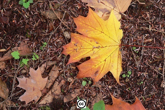 Golden maple leave on ground