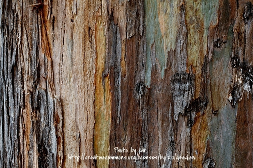 Eucalyptus closeup