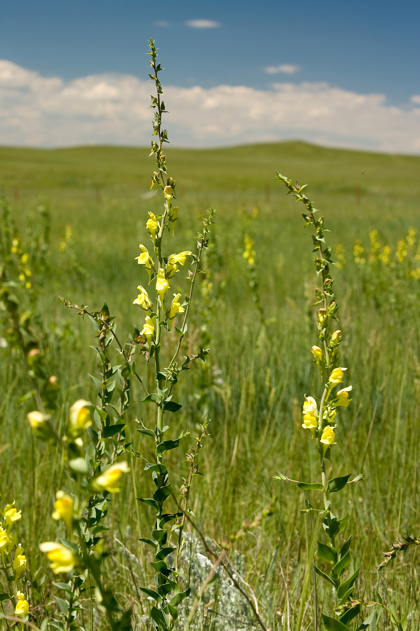 Dalmatian toadflax, Linaria dalmatica