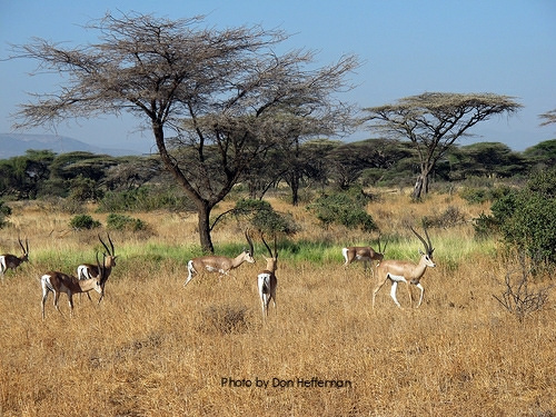 Gazelles