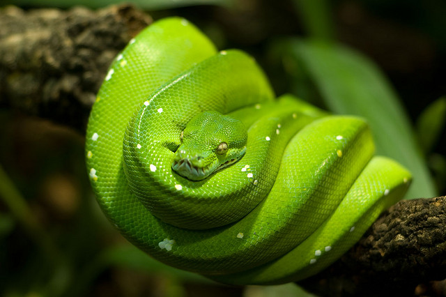 Coiled green python