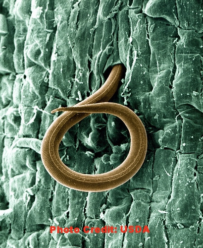 Root Nematode