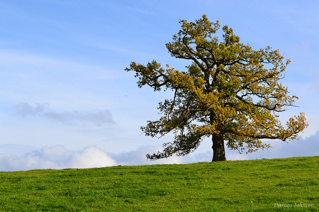 Summer tree on hill