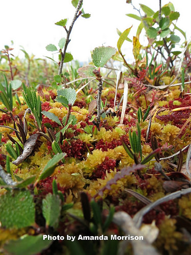 arctic tundra for EcoPress