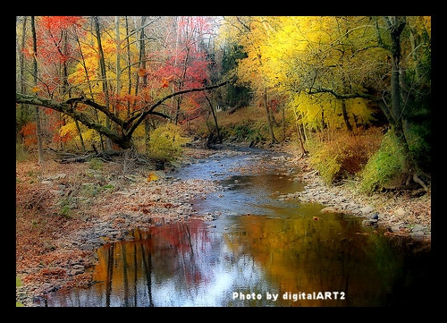 Stream with fall leaves on trees