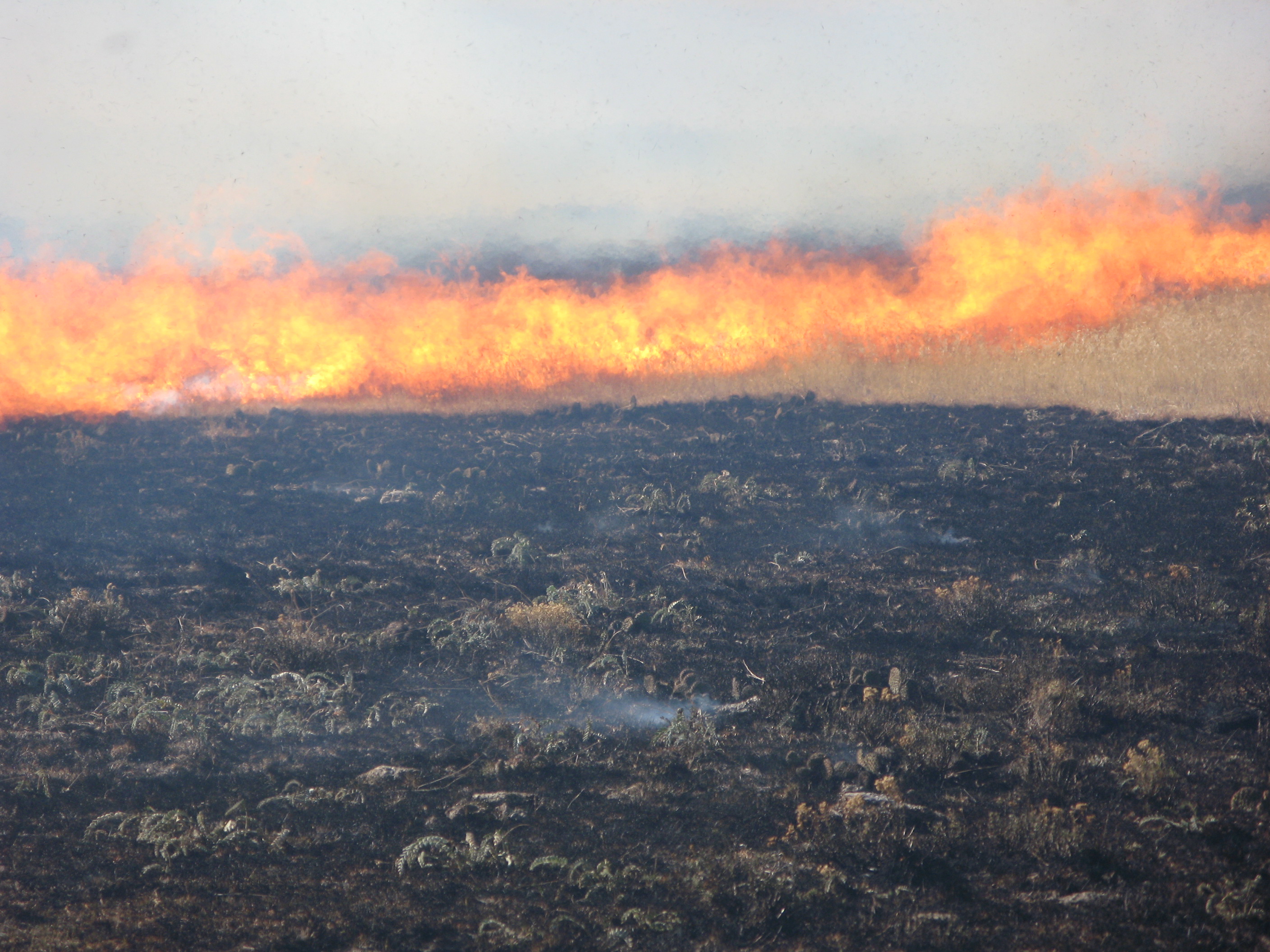 Control burn at shortgrass steppe research site, Colorado