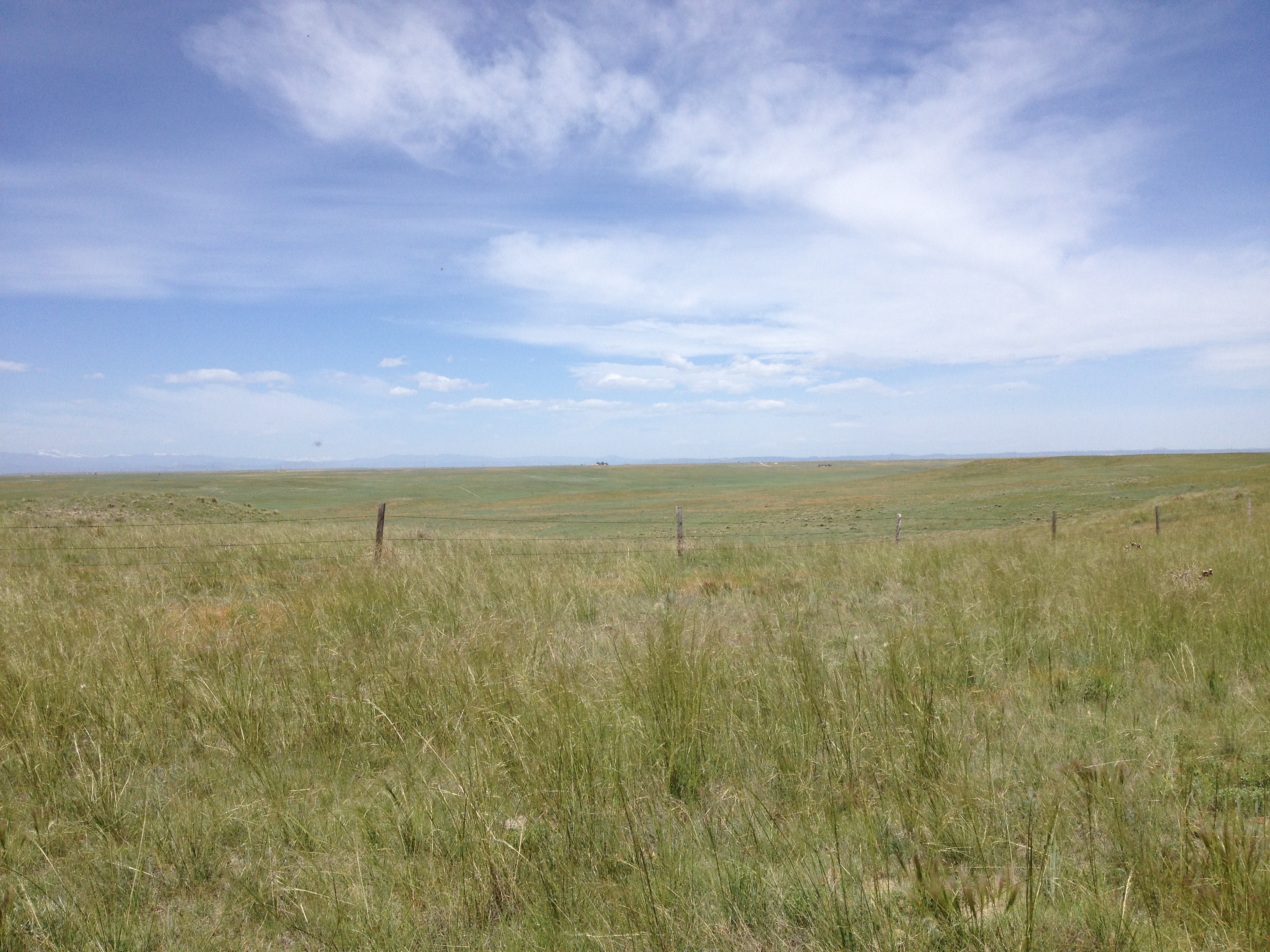 Grassland - Shortgrass Steppe, CO