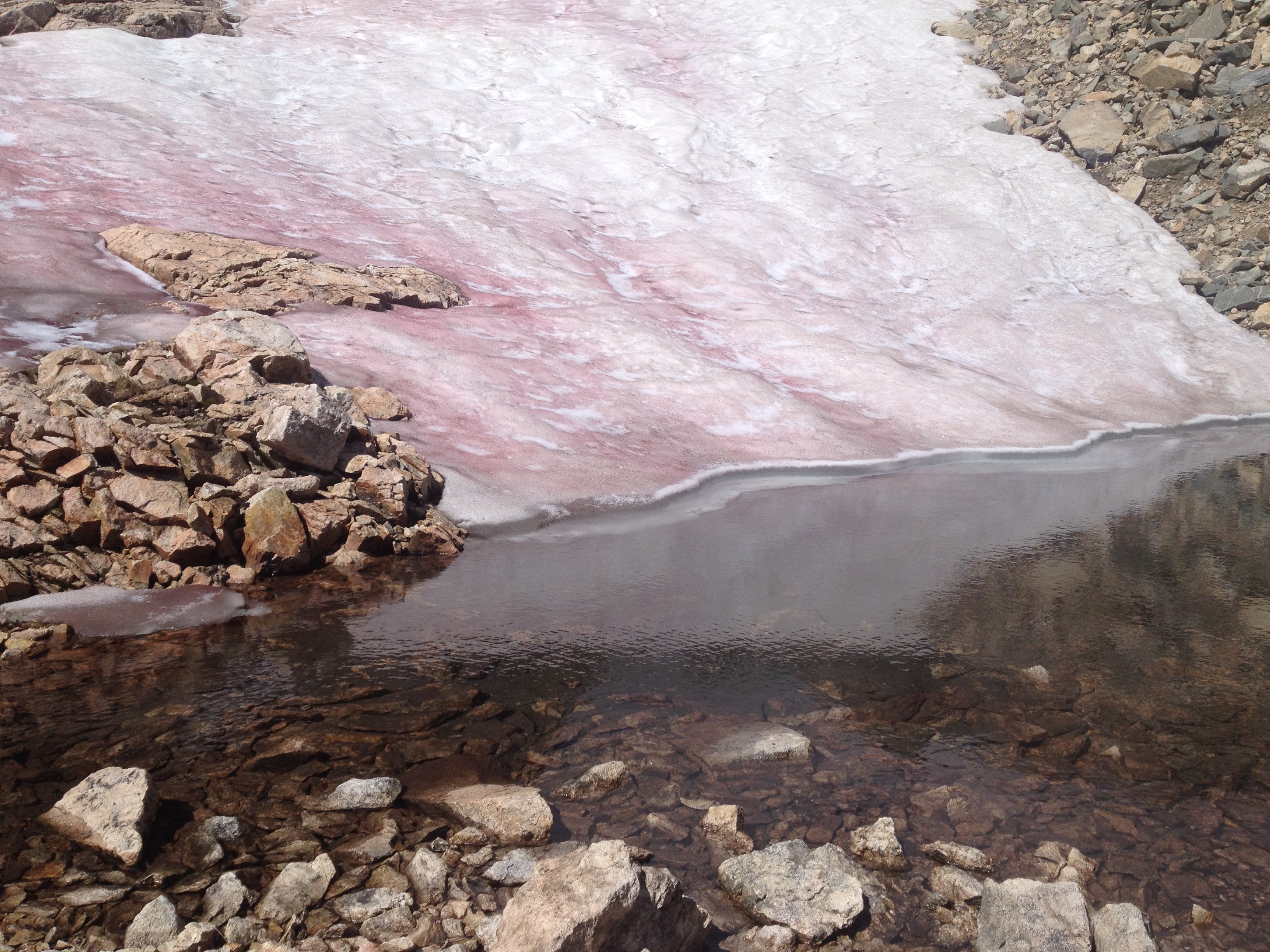 Chlamydomonas nivalis flow into St. Vrain Glaciers, CO