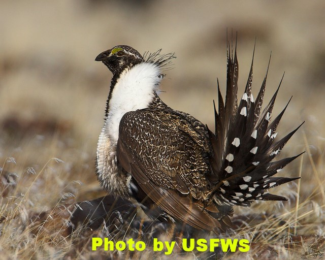 Sage-grouse presenting