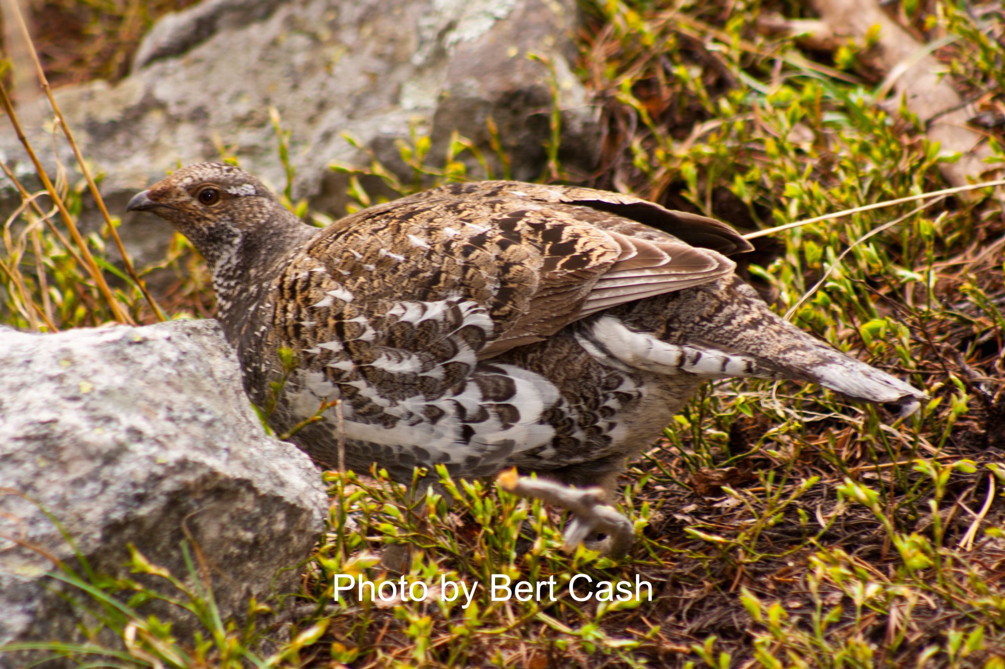 White-tailed Ptarmagin