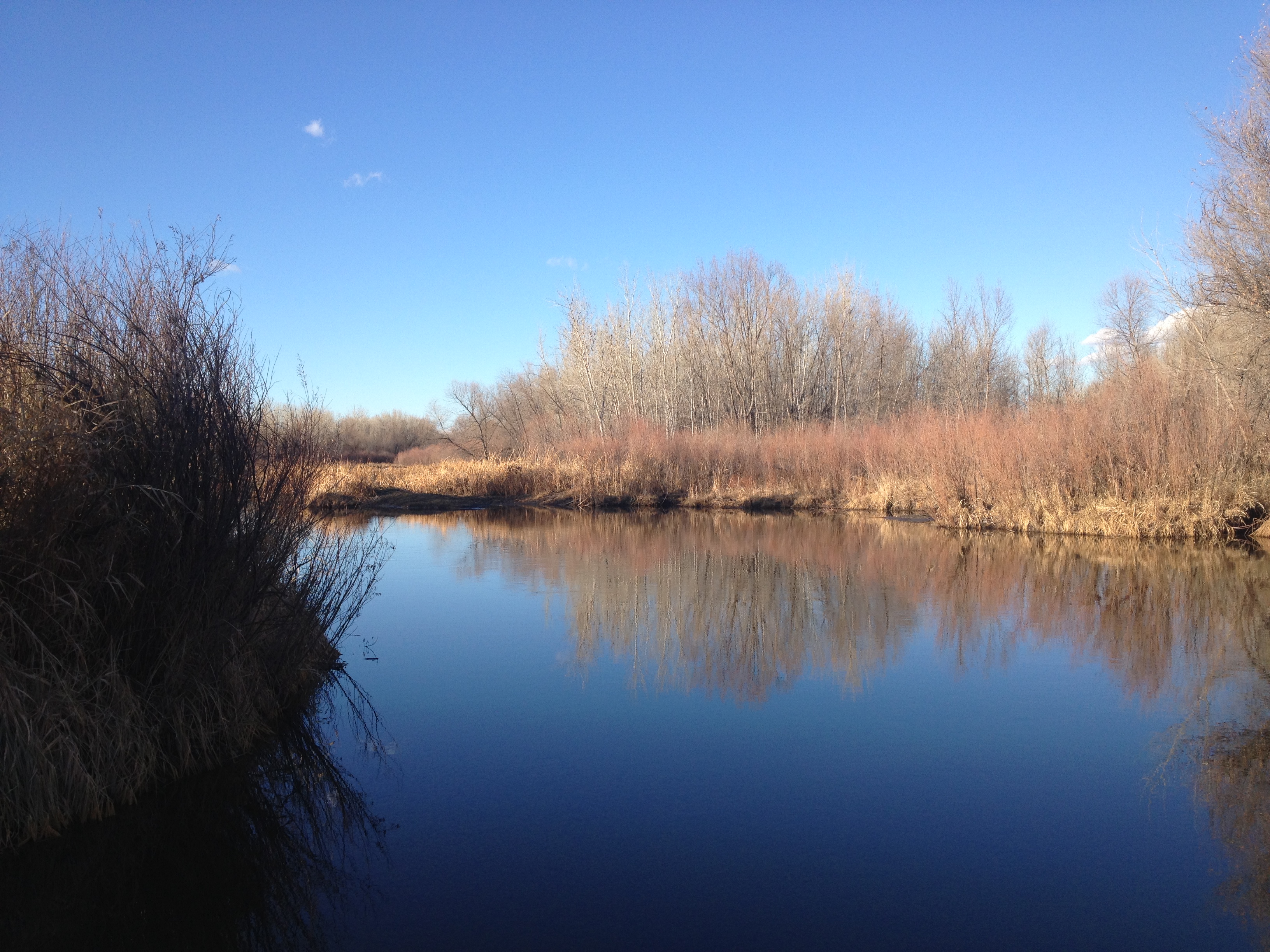 River pond in winter