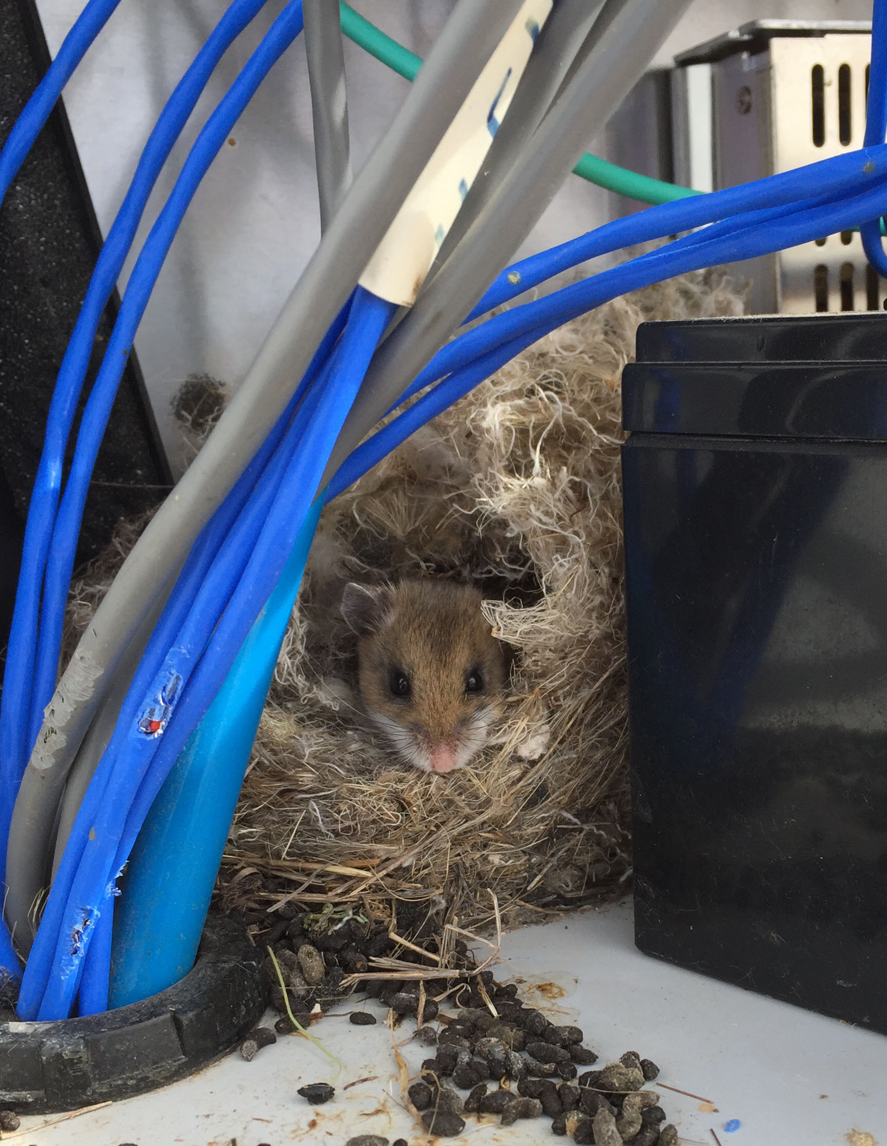 Mouse chewing datalogger box at the Prairie Heating and CO2 Enrichment (PHACE) site near Cheyenne, WY.