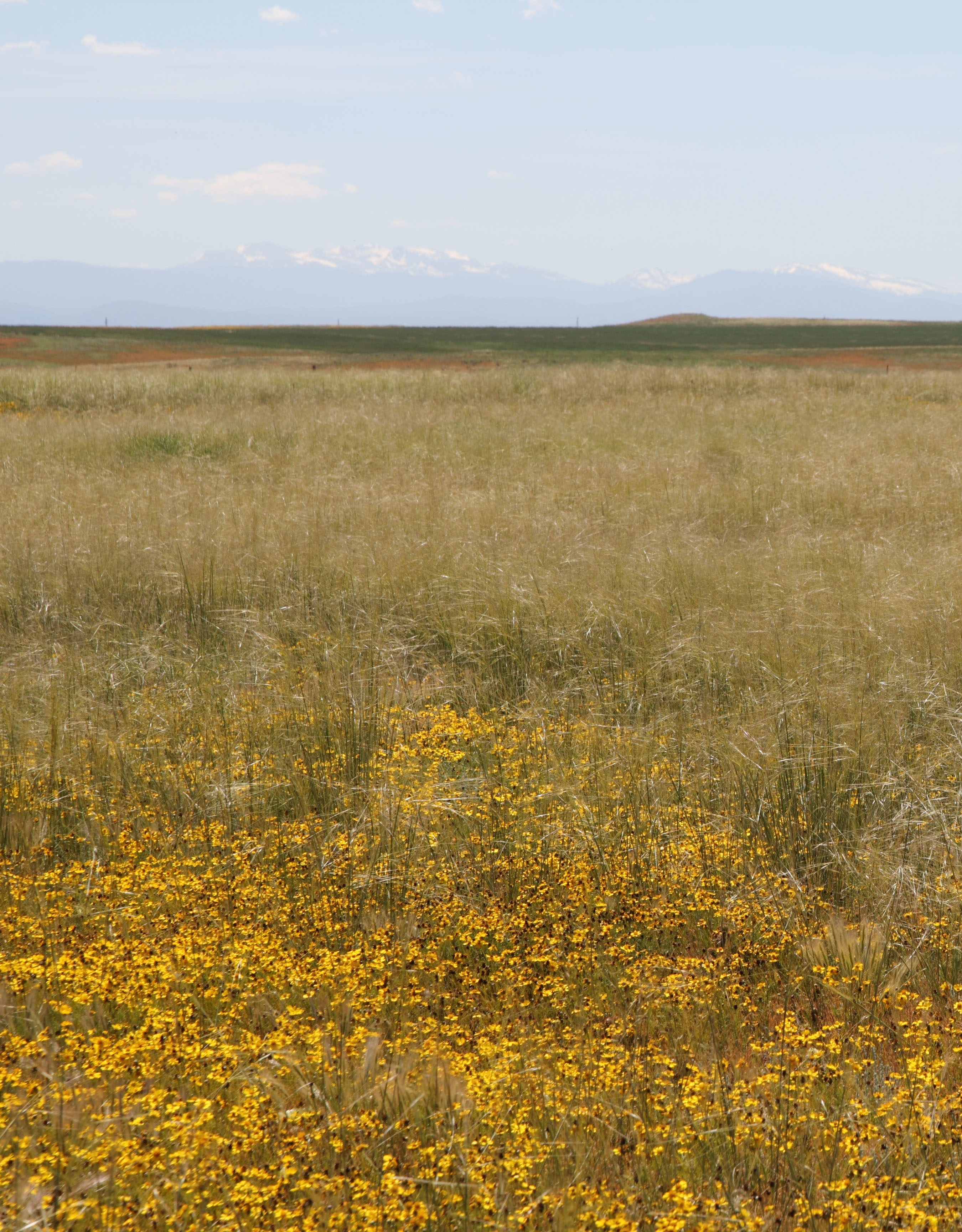 Mixed-grass prairie in bloom near Cheyenne WY