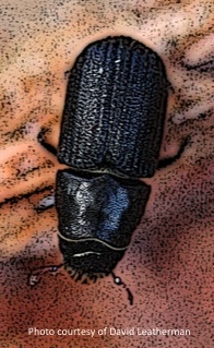 Mtn Pine Beetle closeup