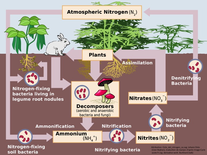 diagram of Nitrogen Cycle