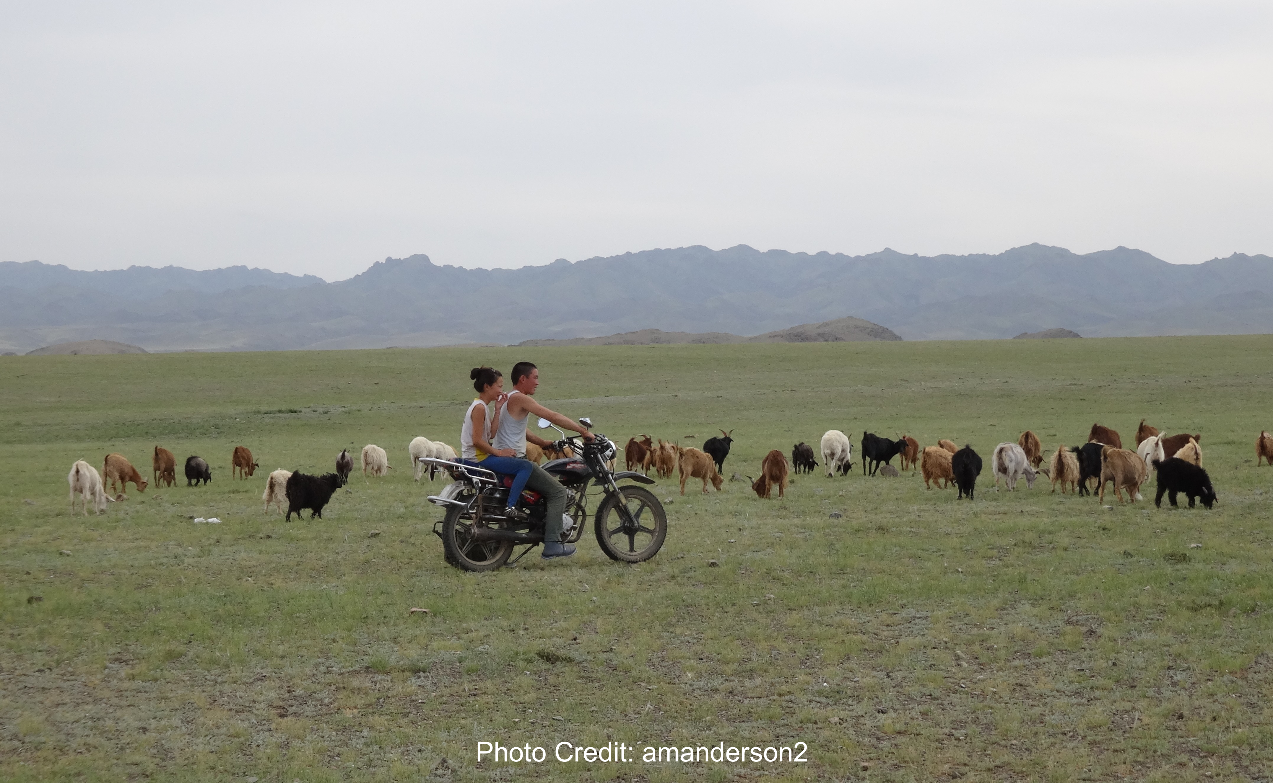goat herding Mongolia