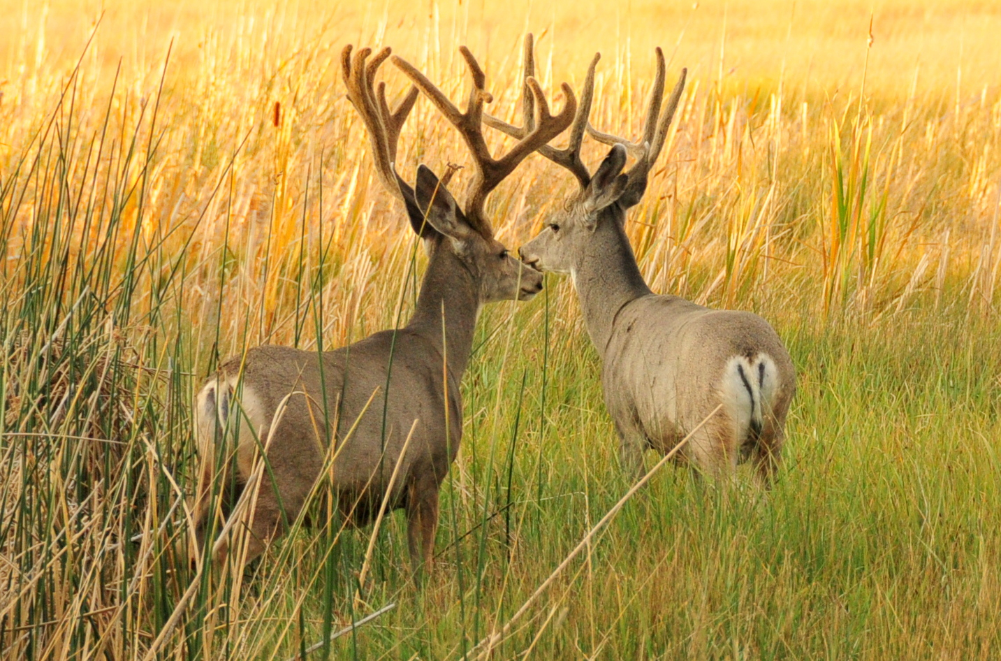 Mule Deer Photo USFWS